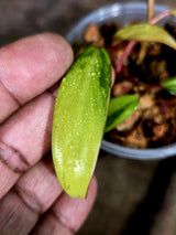 Variegated Philodendron Strawberry Shake - EXACT Plant - (July-31-29)