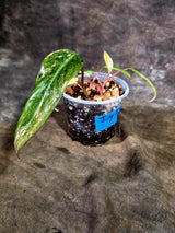 Variegated Philodendron Strawberry Shake - EXACT Plant - (July-31-29)