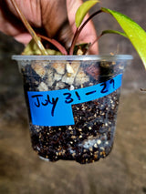 Variegated Philodendron Strawberry Shake - EXACT Plant - (July-31-29)