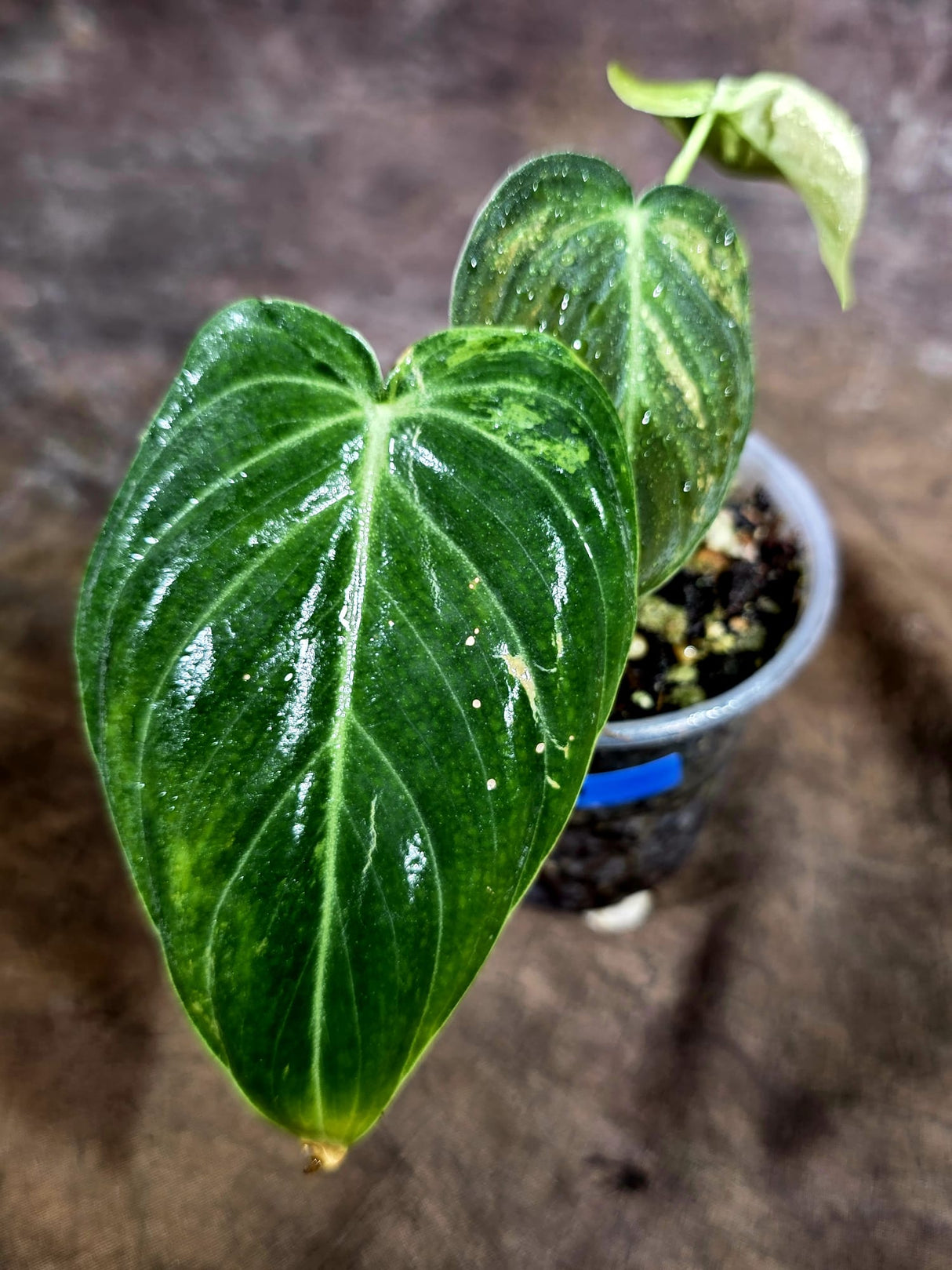 Philodendron Melanochrysum Variegated - Exact Plant - (July-31-30)