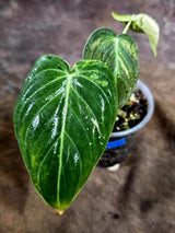 Philodendron Melanochrysum Variegated - Exact Plant - (July-31-30)