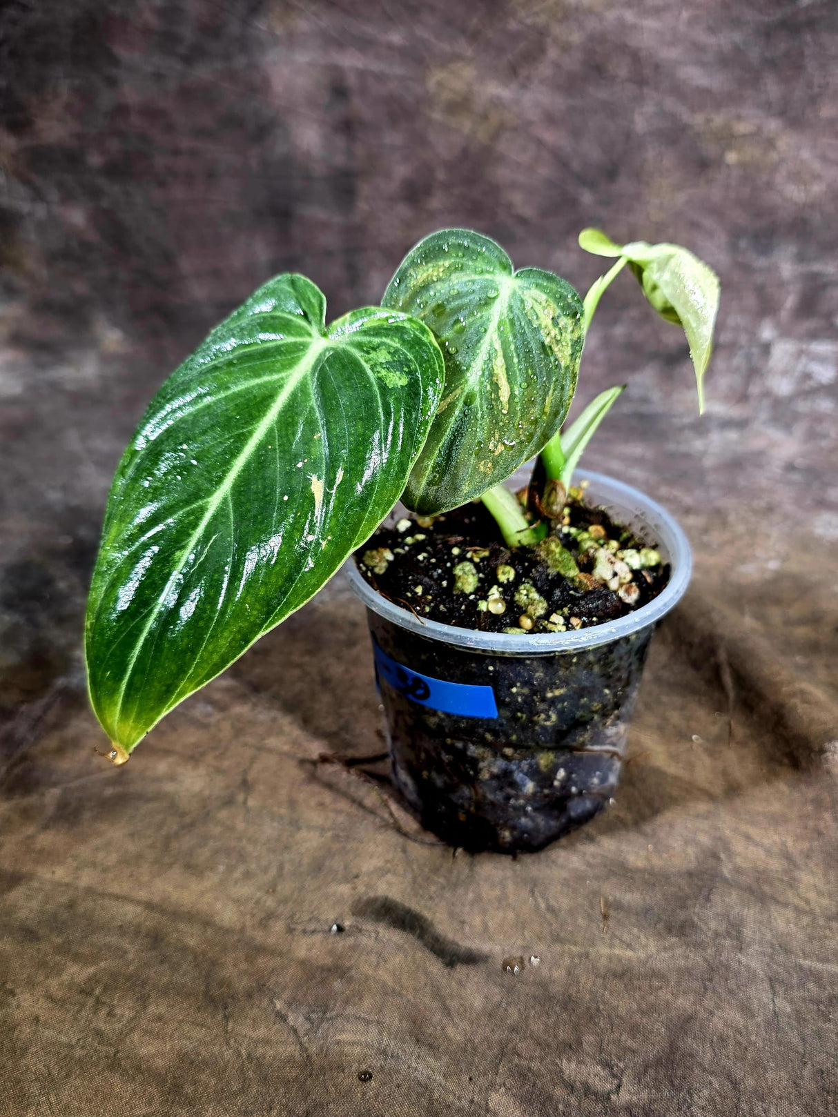 Philodendron Melanochrysum Variegated - Exact Plant - (July-31-30)