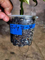 Philodendron Melanochrysum Variegated - Exact Plant - (July-31-30)