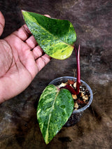 Variegated Philodendron Strawberry Shake - EXACT Plant - (July-31-33)