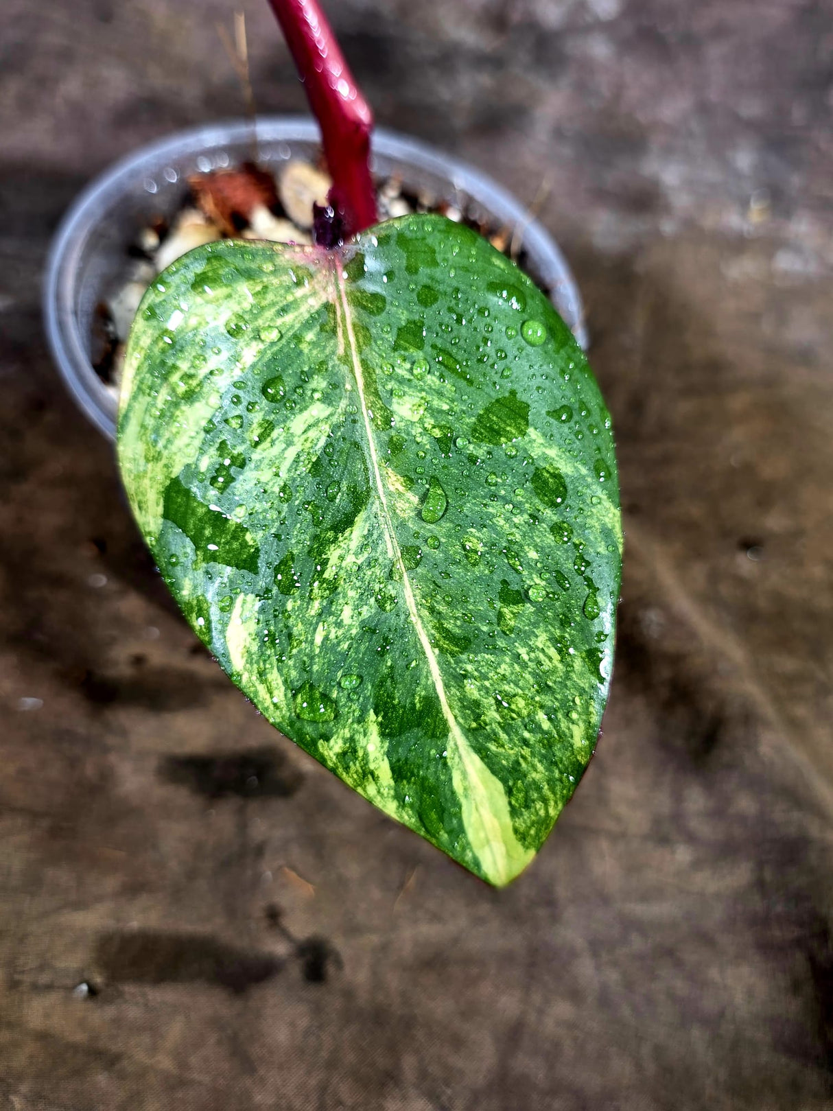 Variegated Philodendron Strawberry Shake - EXACT Plant - (July-31-33)