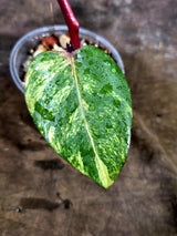 Variegated Philodendron Strawberry Shake - EXACT Plant - (July-31-33)