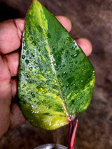 Variegated Philodendron Strawberry Shake - EXACT Plant - (July-31-33)