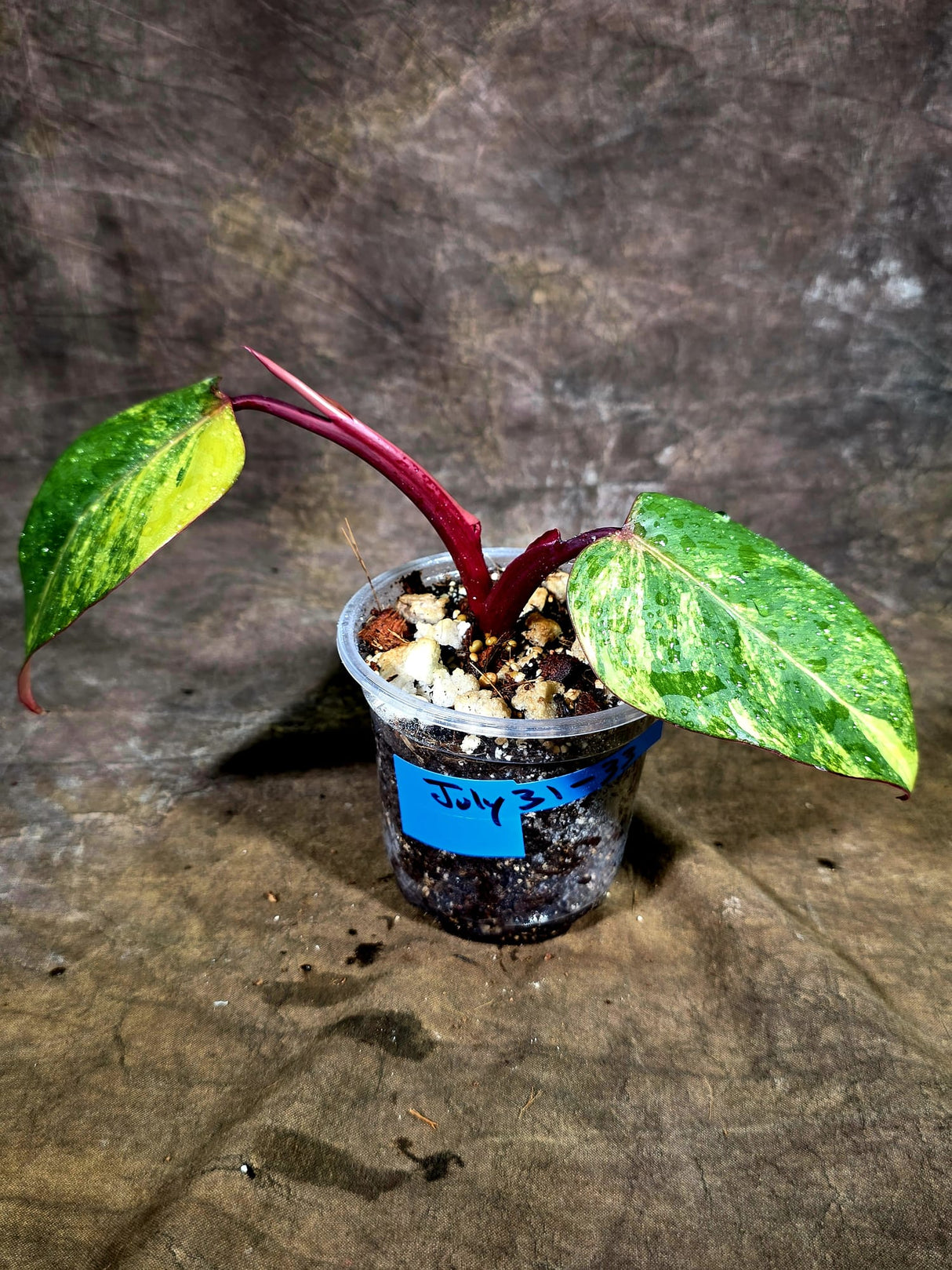 Variegated Philodendron Strawberry Shake - EXACT Plant - (July-31-33)