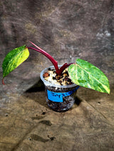 Variegated Philodendron Strawberry Shake - EXACT Plant - (July-31-33)