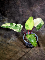 Variegated Philodendron Strawberry Shake - EXACT Plant - (July-31-35)