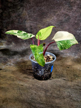Variegated Philodendron Strawberry Shake - EXACT Plant - (July-31-35)