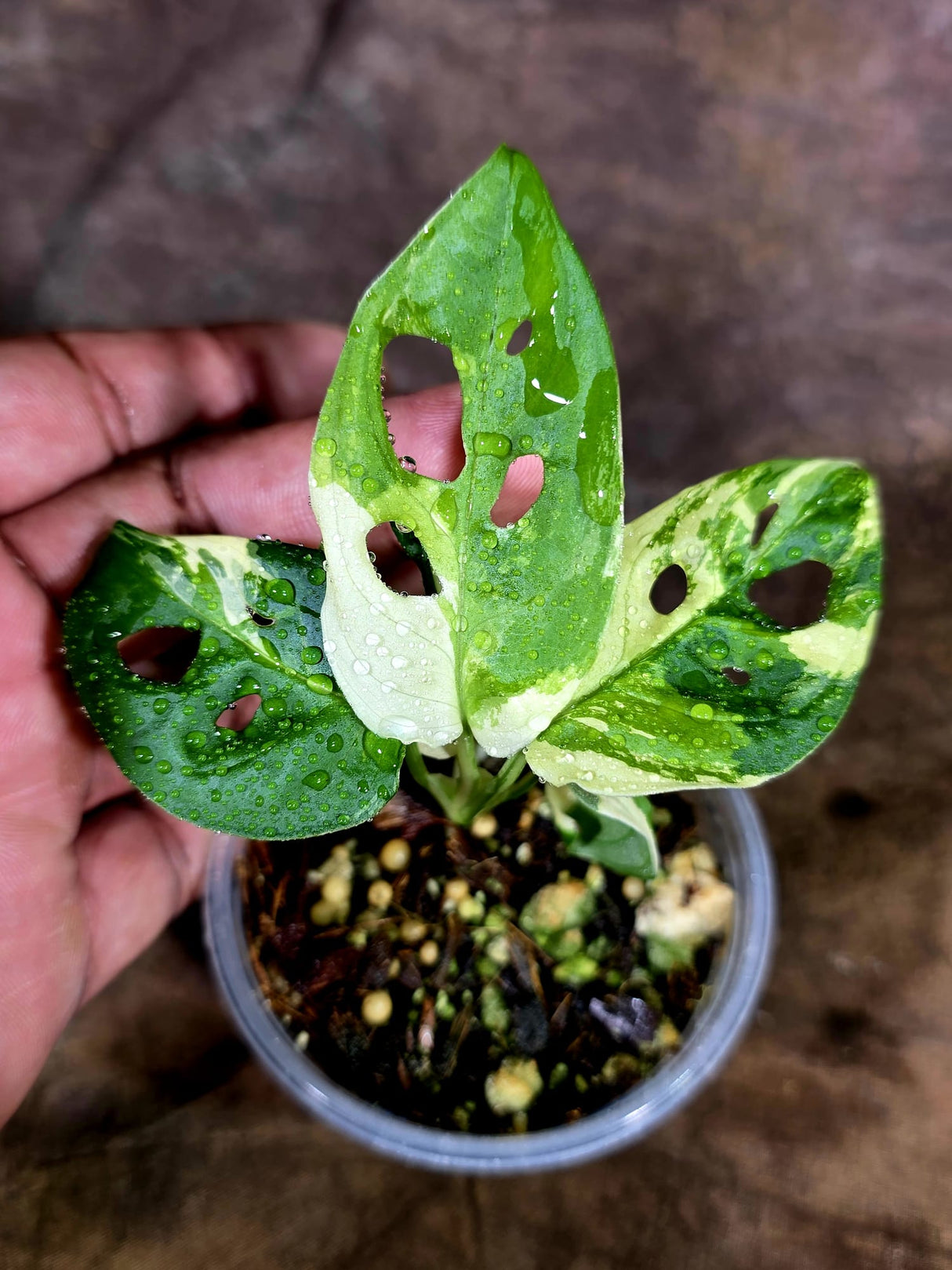 Variegated Monstera Adansonii Albo Live Plant - (July-31-36)