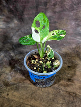 Variegated Monstera Adansonii Albo Live Plant - (July-31-36)