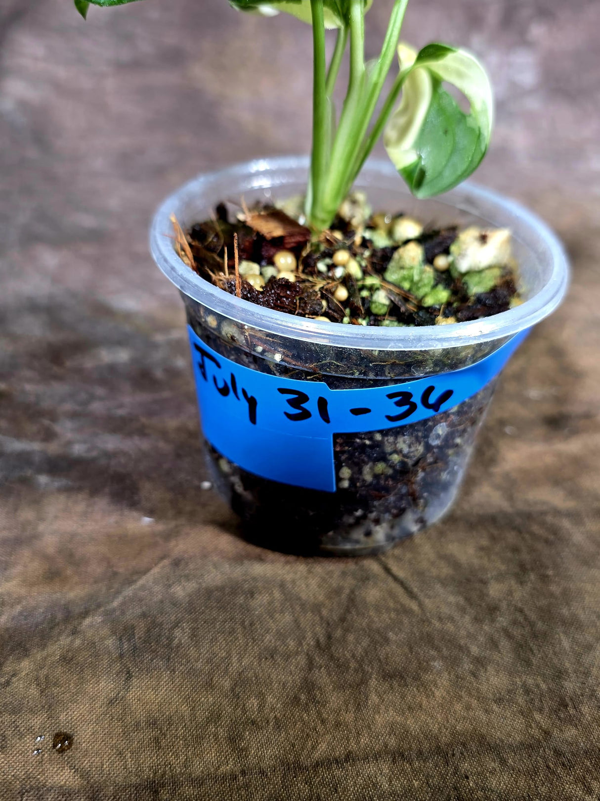 Variegated Monstera Adansonii Albo Live Plant - (July-31-36)