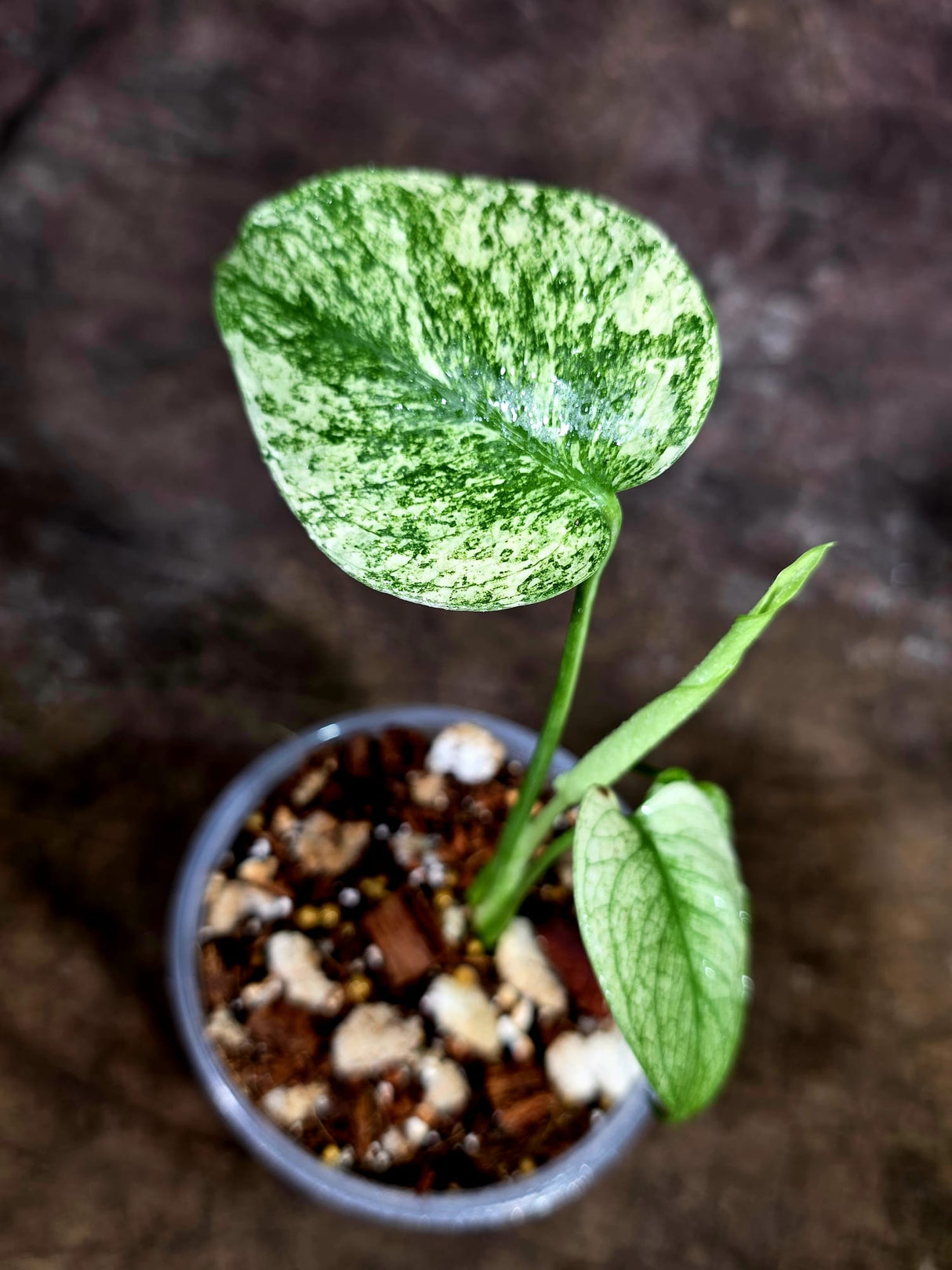 Monstera Deliciosa White Monster - Rare Monstera Beauty - (July-31-37)