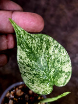 Monstera Deliciosa White Monster - Rare Monstera Beauty - (July-31-37)