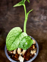 Monstera Deliciosa White Monster - Rare Monstera Beauty - (July-31-37)