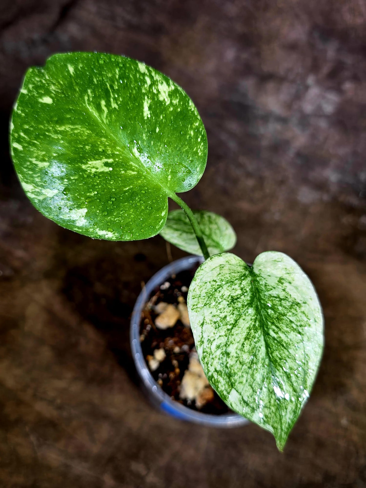 Monstera Deliciosa White Monster - Rare Monstera Beauty - (July-31-38)