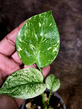Monstera Deliciosa White Monster - Rare Monstera Beauty - (July-31-38)