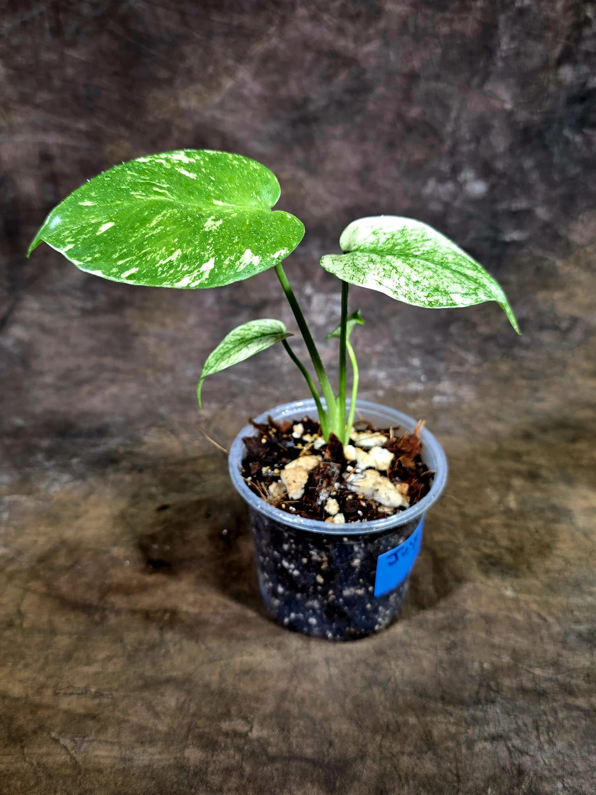 Monstera Deliciosa White Monster - Rare Monstera Beauty - (July-31-38)