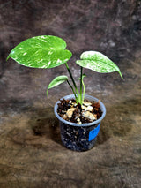 Monstera Deliciosa White Monster - Rare Monstera Beauty - (July-31-38)