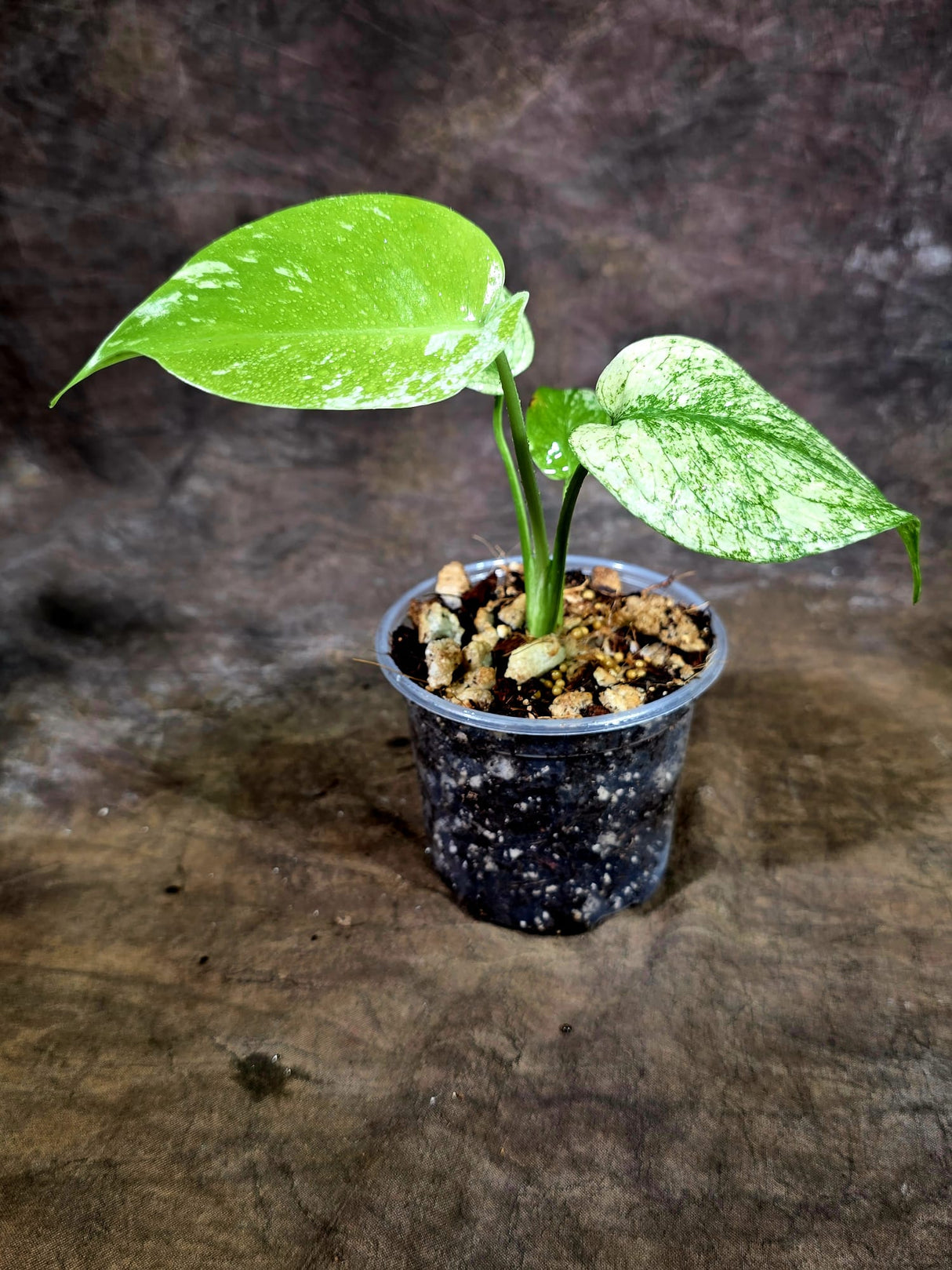 Monstera Deliciosa White Monster - Rare Monstera Beauty - (July-31-41)