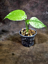 Monstera Deliciosa White Monster - Rare Monstera Beauty - (July-31-41)