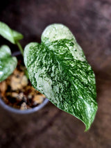 Monstera Deliciosa White Monster - Rare Monstera Beauty - (July-31-43)