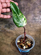 Variegated Philodendron Strawberry Shake - EXACT Plant - (July-31-40)