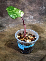 Variegated Philodendron Strawberry Shake - EXACT Plant - (July-31-40)