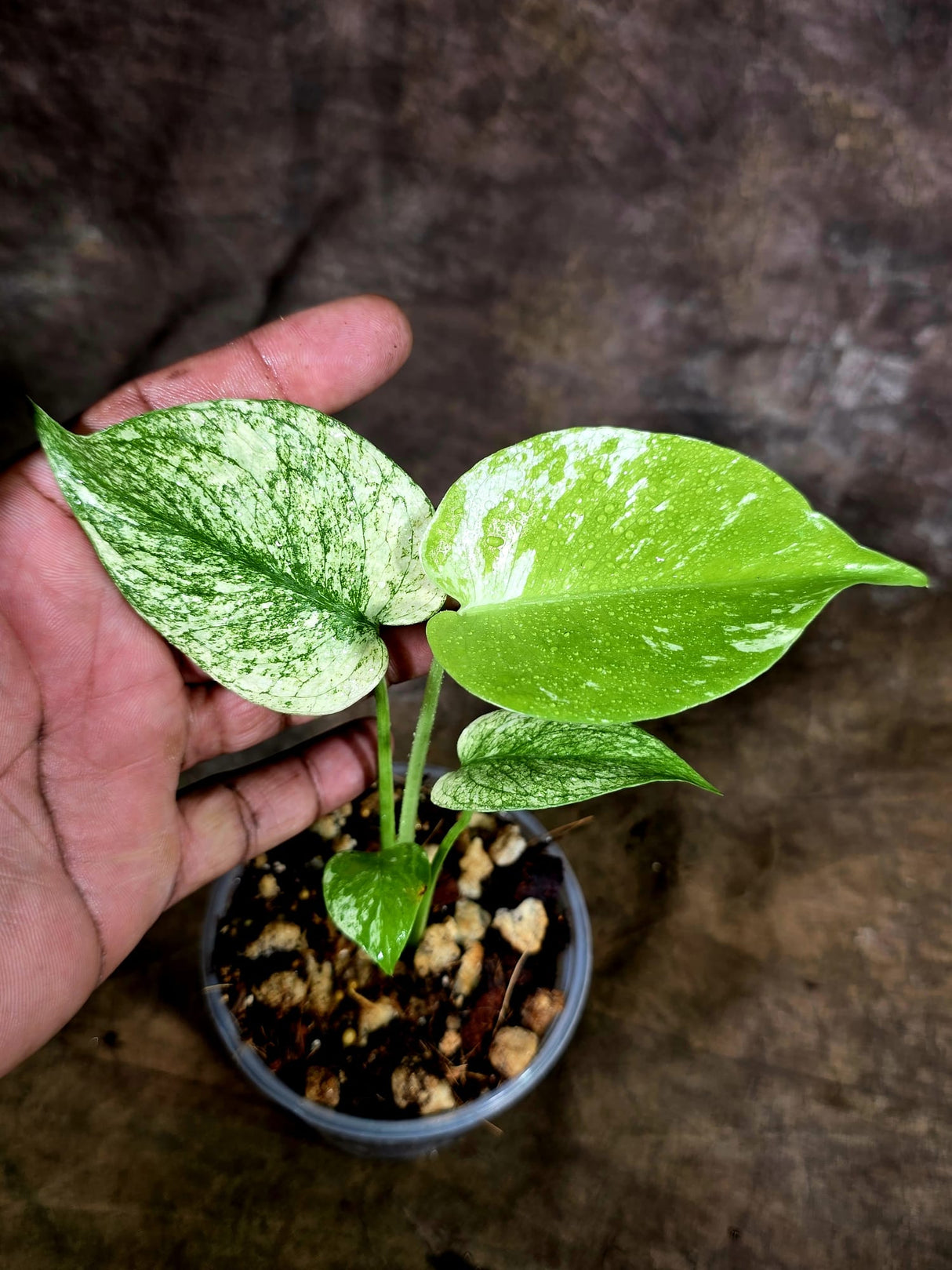 Monstera Deliciosa White Monster - Rare Monstera Beauty - (July-31-41)