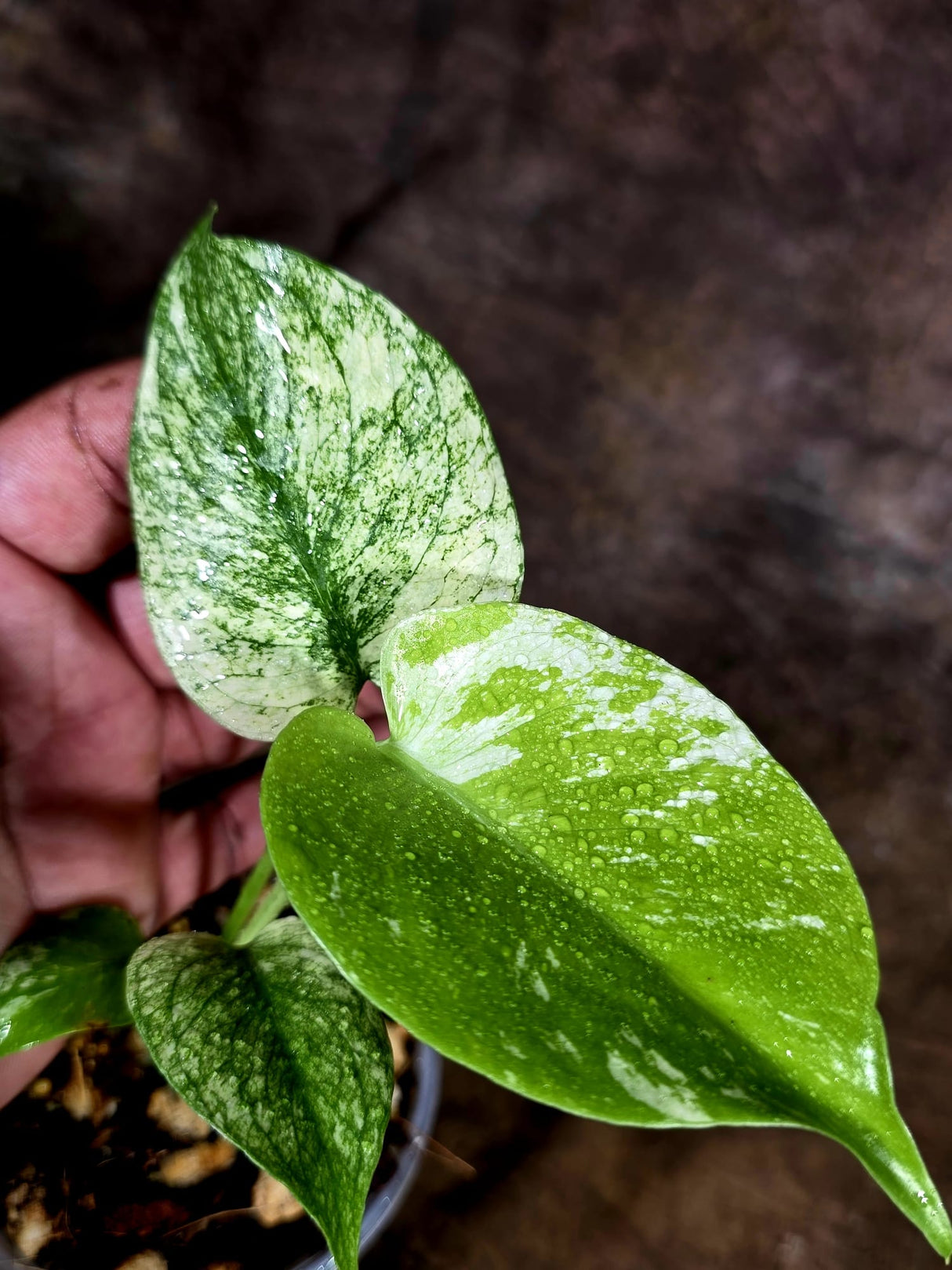 Monstera Deliciosa White Monster - Rare Monstera Beauty - (July-31-41)