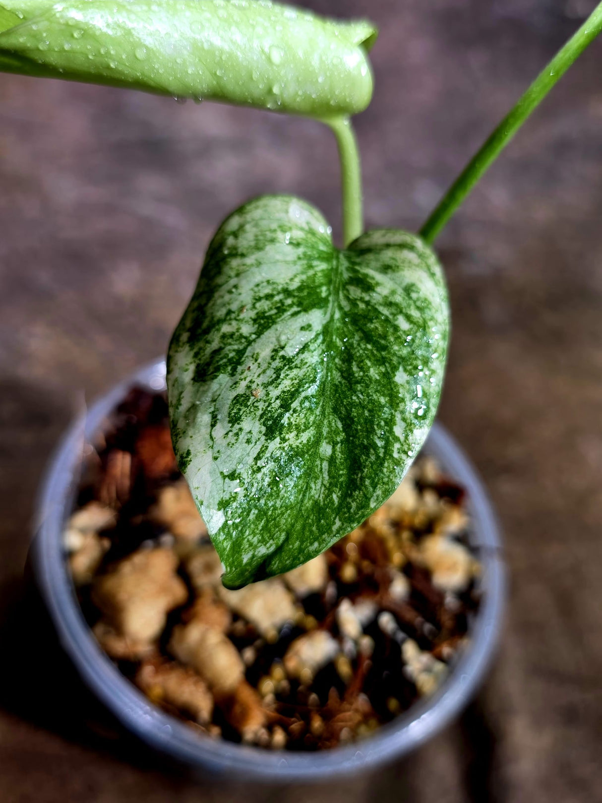 Monstera Deliciosa White Monster - Rare Monstera Beauty - (July-31-43)