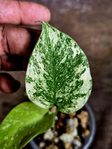 Monstera Deliciosa White Monster - Rare Monstera Beauty - (July-31-43)