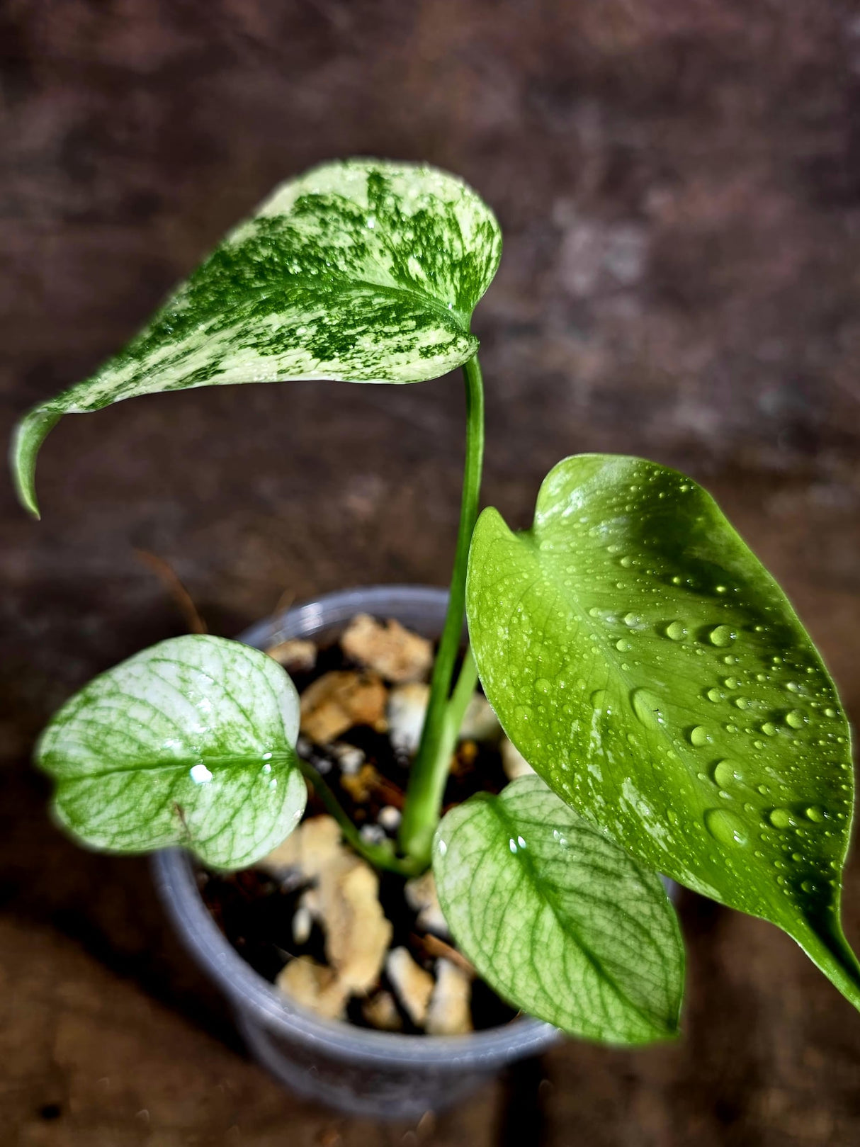 Monstera Deliciosa White Monster - Rare Monstera Beauty - (July-31-43)