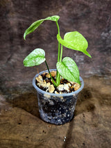 Monstera Deliciosa White Monster - Rare Monstera Beauty - (July-31-43)