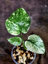 Variegated Monstera Deliciosa Mint - Exact Mint Monstera - (July-31-44)