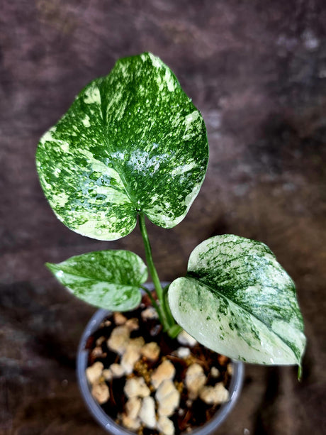Monstera Deliciosa White Monster - Rare Monstera Beauty - (July-31-44)