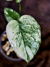 Variegated Monstera Deliciosa Mint - Exact Mint Monstera - (July-31-44)