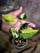 Variegated Philodendron Mican Aurea - (July-31-45)
