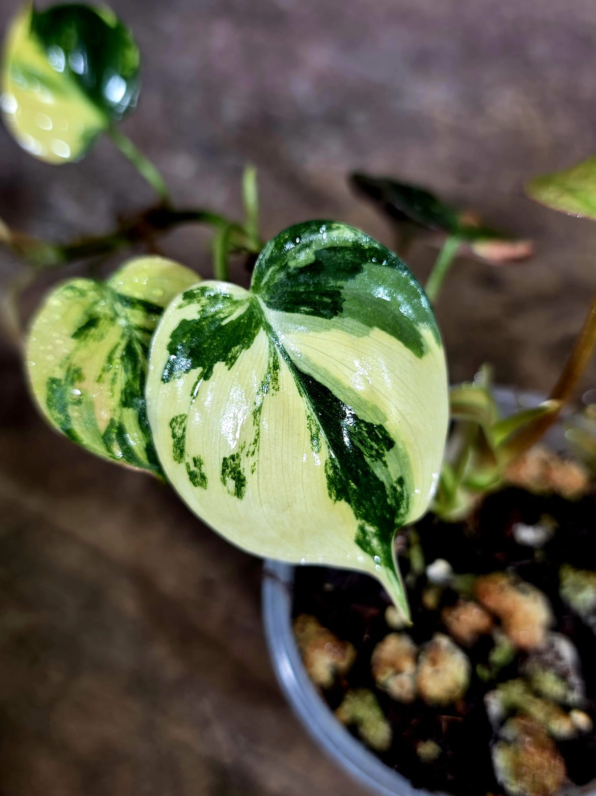 Variegated Philodendron Mican Aurea - (July-31-45)