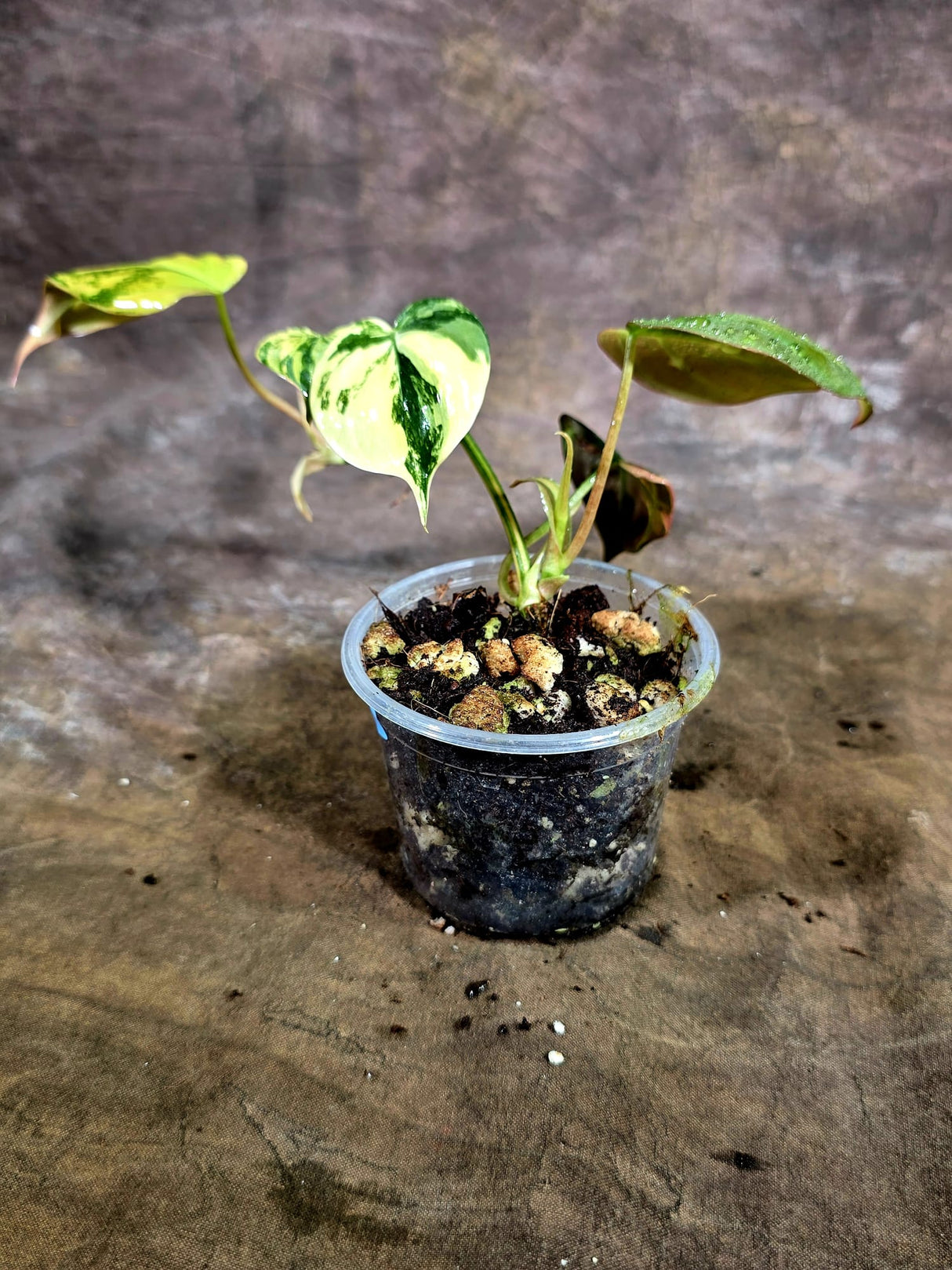 Variegated Philodendron Mican Aurea - (July-31-45)