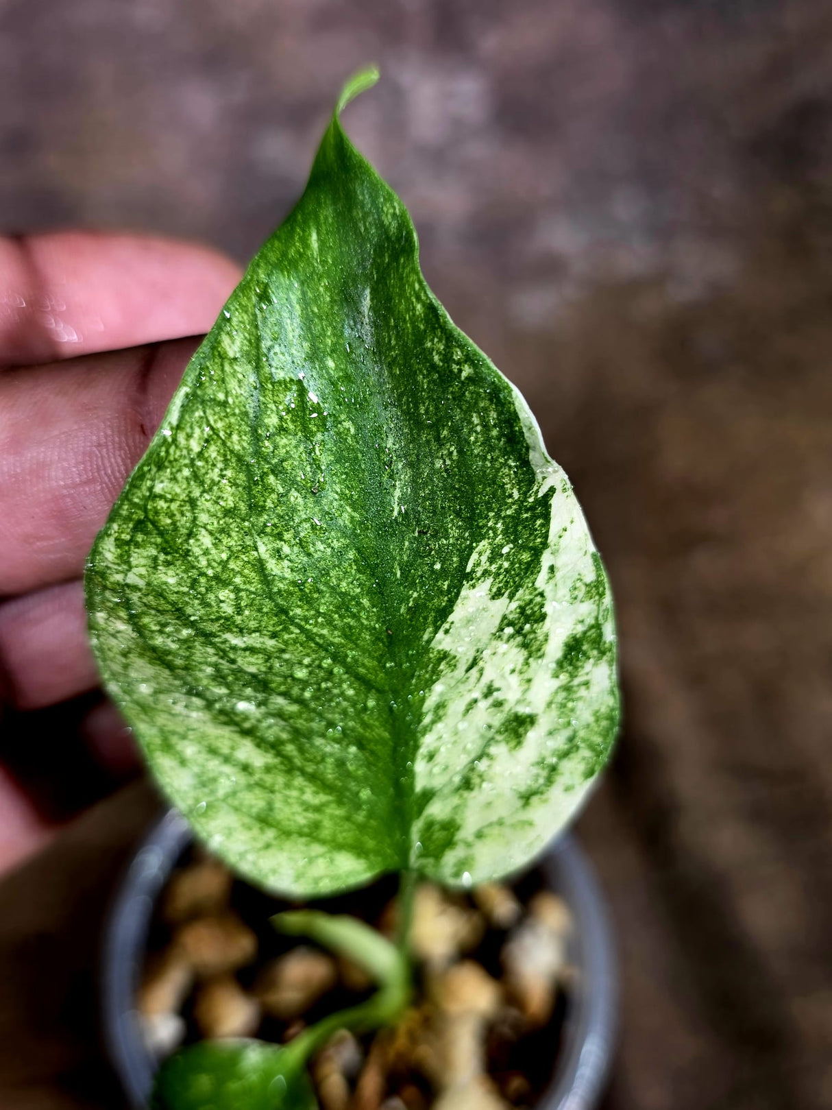 Monstera Deliciosa White Monster - Rare Monstera Beauty - (July-31-46)