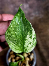 Monstera Deliciosa White Monster - Rare Monstera Beauty - (July-31-46)