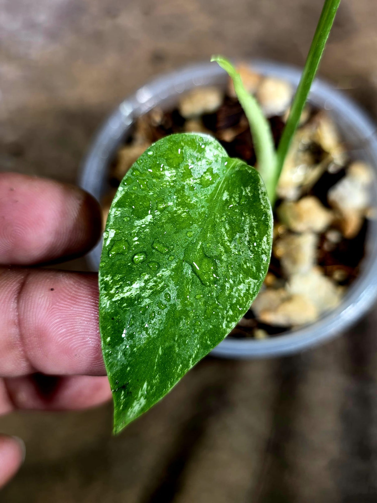 Monstera Deliciosa White Monster - Rare Monstera Beauty - (July-31-46)
