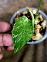 Monstera Deliciosa White Monster - Rare Monstera Beauty - (July-31-46)
