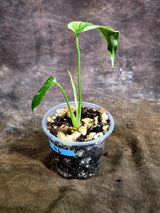 Monstera Deliciosa White Monster - Rare Monstera Beauty - (July-31-46)