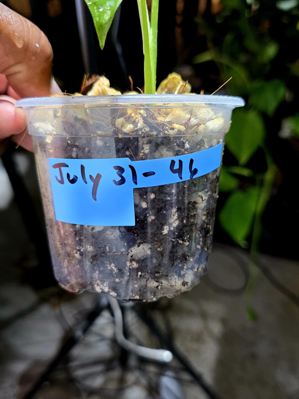 Monstera Deliciosa White Monster - Rare Monstera Beauty - (July-31-46)