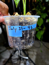 Monstera Deliciosa White Monster - Rare Monstera Beauty - (July-31-46)