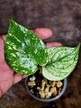 Monstera Deliciosa White Monster - Rare Monstera Beauty - (July-31-47)